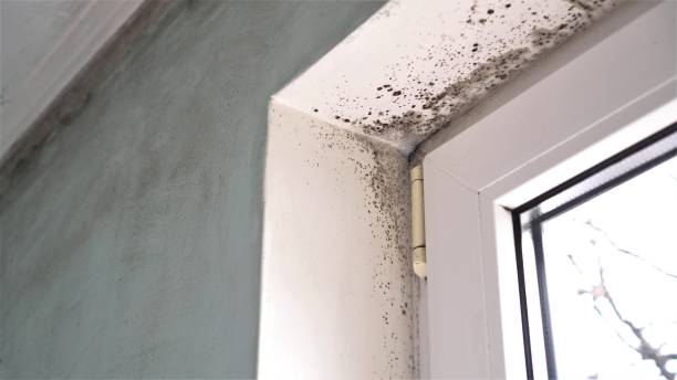 Best Residential Mold Remediation in Kingston, NJ
