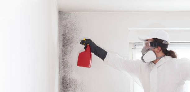 Best Localized Mold Remediation (e.g., coastal areas, humid climates) in Kingston, NJ
