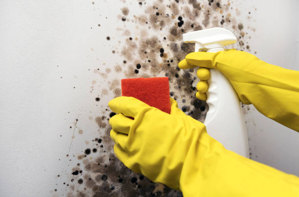 Best Residential Mold Remediation in Kingston, NJ
