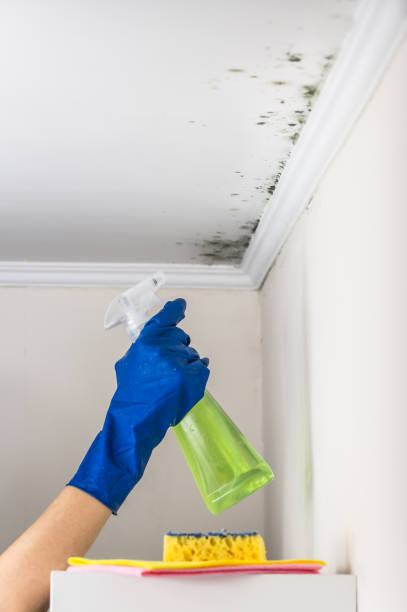 Best Mold Testing and Inspection Services in Kingston, NJ